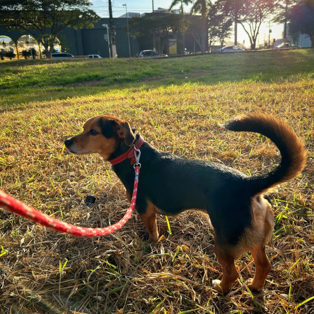 R7 · Record Paulista: De Marília para o mundo: Pituco, o cão-herói, inspira livros, quadrinhos, políticas públicas e aulas internacionais