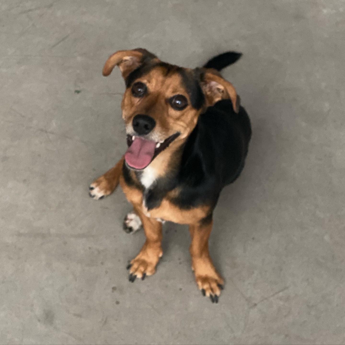 Pituco, o cão que inspirou o herói de Radius