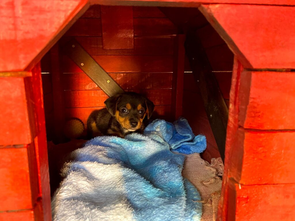 Pituco, o cão que virou herói: um legado que inspira cultura, leitura e proteção animal
