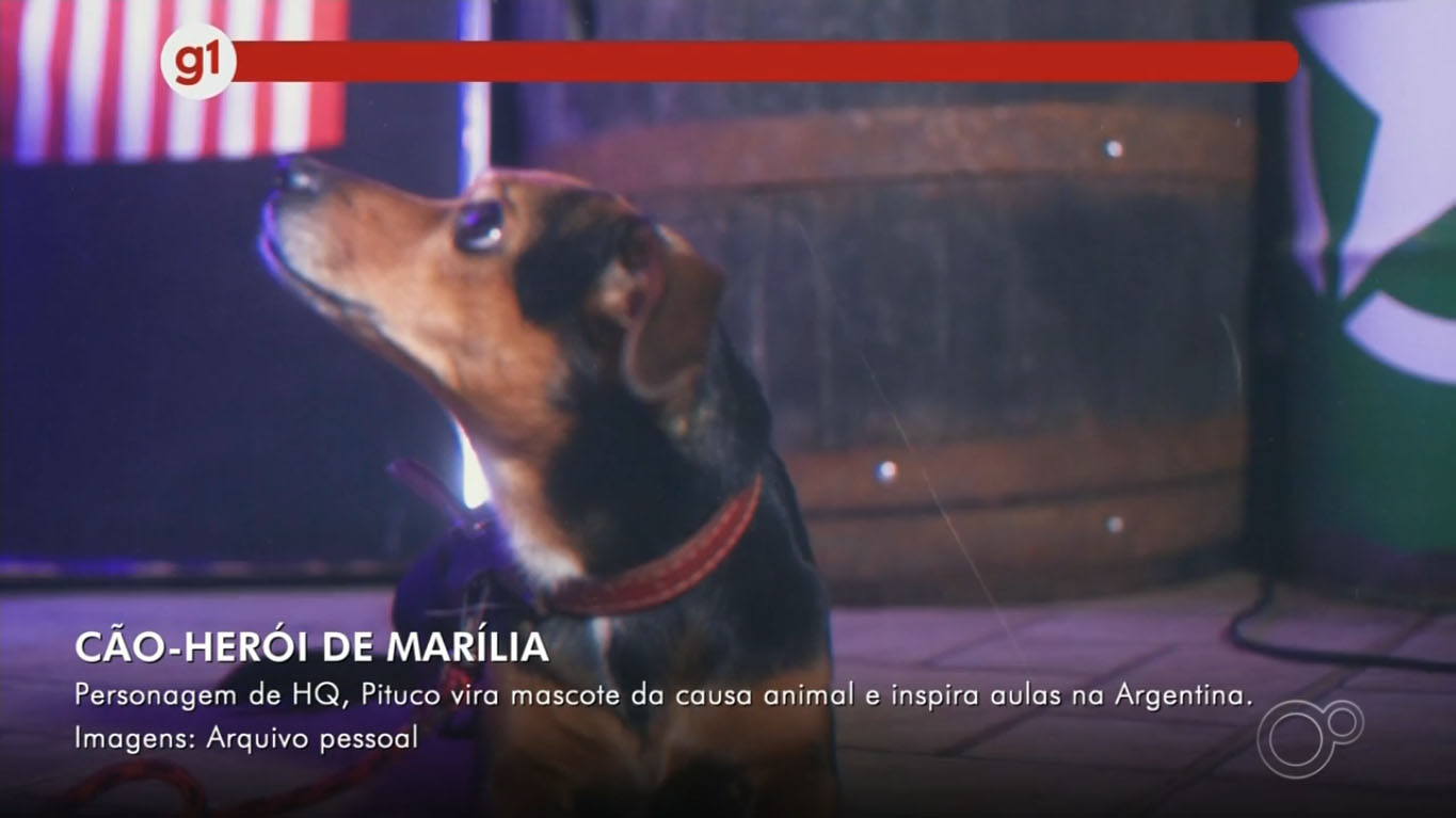 Assista TVTEM: Cão-herói do interior de SP vira mascote da causa animal e inspira aulas na Argentina: ‘Querido por todos’