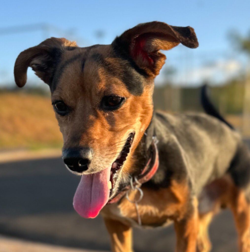 Terra: A história de Pituco mostra como a adoção de um cachorro fortalece o bem
