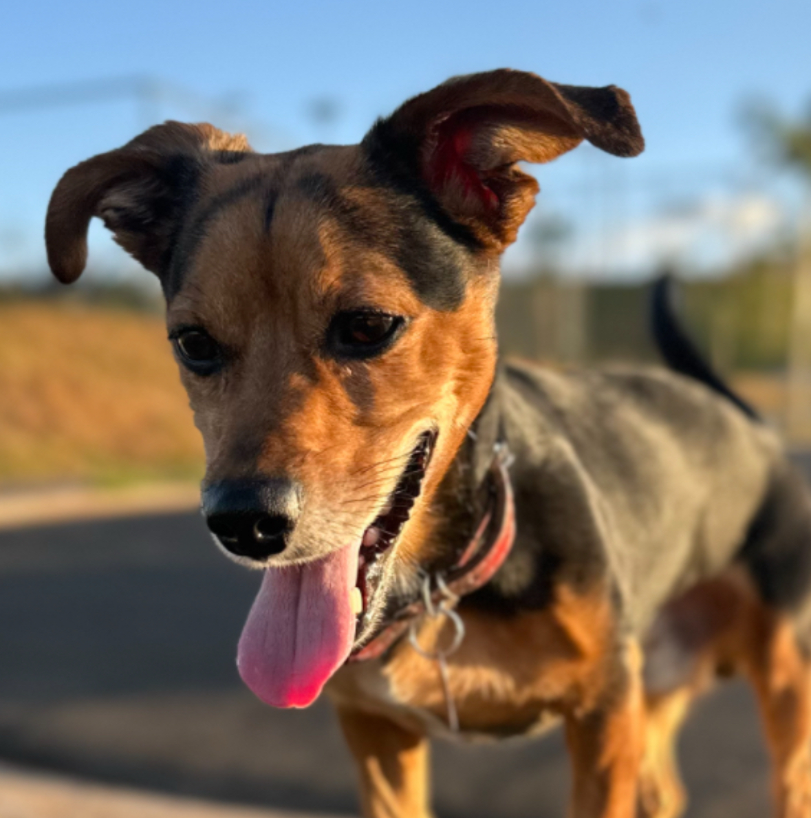 A história de Pituco mostra como a adoção de um cachorro fortalece o bem