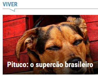 Trajetória de um herói de quatro patas inspira livro de tom biográfico sobre amor, luto e o poder de transformar saudade em legado